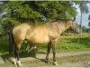 broodmare Alma 11 (Akhal-Teke, 1988, from Agnets 10)