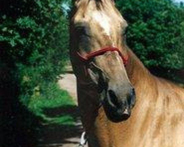 broodmare Taus 2 (Akhal-Teke, 1987, from Dzagitaj)