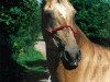 broodmare Taus 2 (Akhal-Teke, 1987, from Dzagitaj)