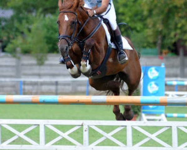 broodmare Dóra (Hungarian Warmblood, 2000, from Amati)