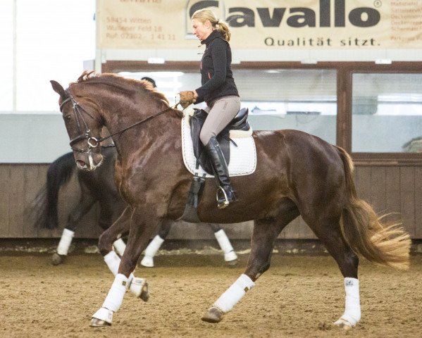 dressage horse Dr.House 6 (Westphalian, 2009, from Don Schufro)
