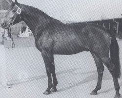 stallion Haramia (Holsteiner,  , from Marlon xx)