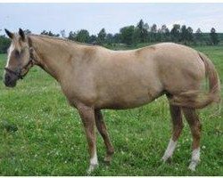 horse Alba Nb (Akhal-Teke, 2008, from Roshin)