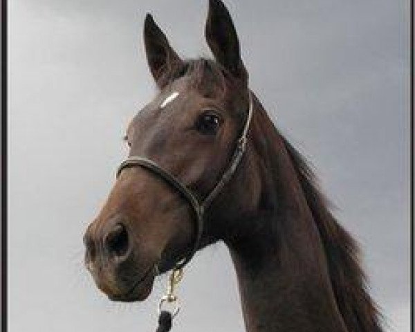 horse Minovia Nb (Akhal-Teke, 2007, from Roshin)