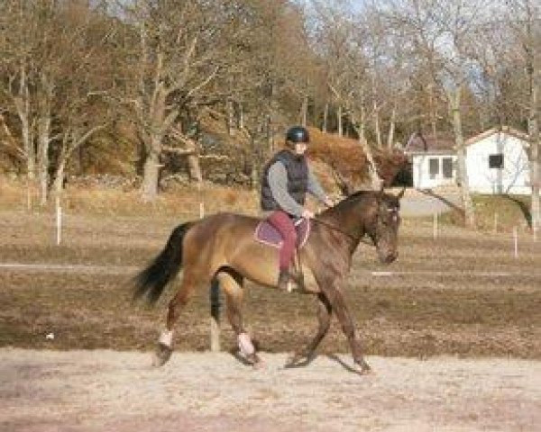 broodmare Aladdina Nb (Akhal-Teke, 2007, from Roshin)