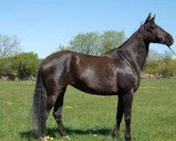 horse Marasali (Akhal-Teke, 2003, from Mavr)