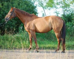 broodmare Parodie (Westphalian, 2000, from Polypur)