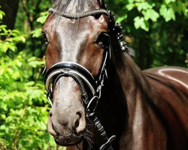 dressage horse Sir Galahad 5 (Hanoverian, 2007, from Stedinger)