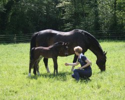 broodmare Felucie (Westphalian, 2014, from Fidertanz)