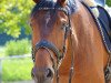 dressage horse San Salvador 32 (Hanoverian, 2007, from Samarant)