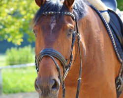 dressage horse San Salvador 32 (Hanoverian, 2007, from Samarant)