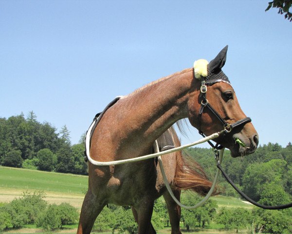 horse Amir El Moniet 2010 ox (Arabian thoroughbred, 2010, from Afuk 1985 ox)