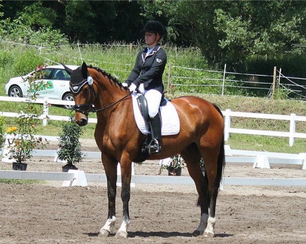 dressage horse Pastice (Trakehner, 2006, from Cadeau)
