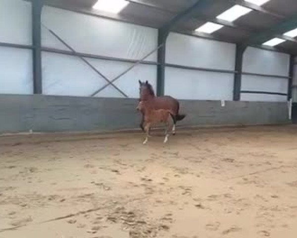 Video of Silva Siraxta Z