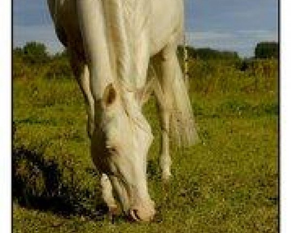 broodmare Talish (Akhal-Teke, 1999, from Almaz)