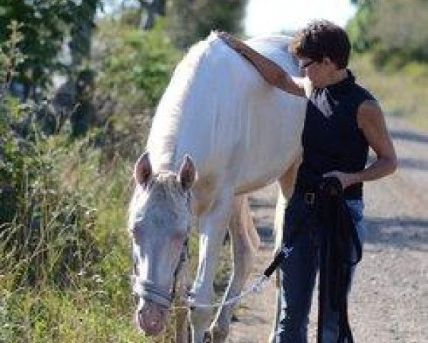 horse Sadyk (Akhal-Teke, 2012, from Serdarjan)