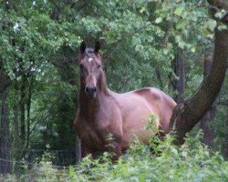 horse Almondy Nb (Akhal-Teke, 2006, from Roshin)