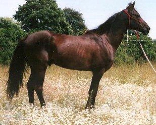 stallion Mavr (Akhal-Teke, 1993, from Magnit)