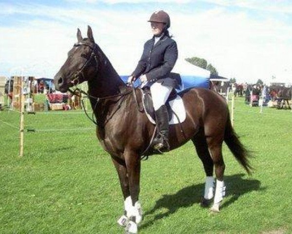 stallion Roshin (Akhal-Teke, 2001, from Melekusch)