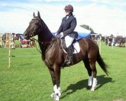 stallion Roshin (Akhal-Teke, 2001, from Melekusch)