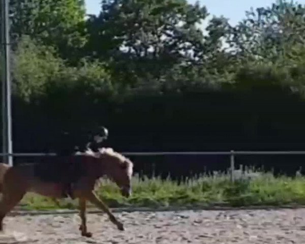 Video of Clarissa