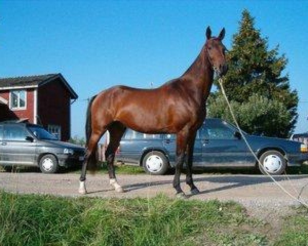 horse Geldy (Akhal-Teke, 2002, from Osman)