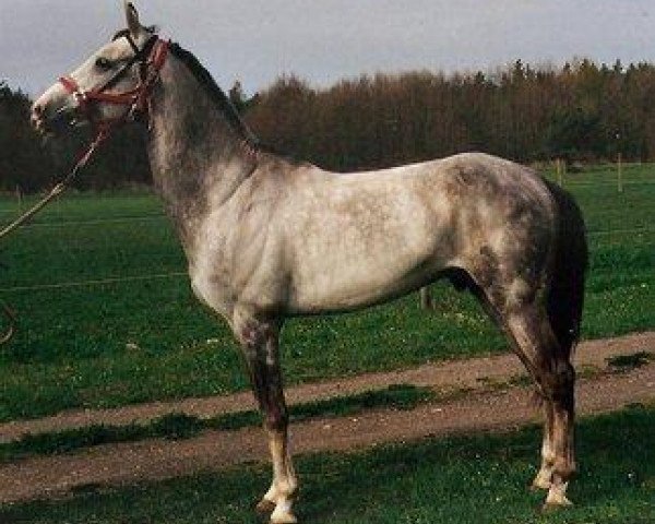 stallion Gayadagi (Akhal-Teke, 1990, from Gerden)