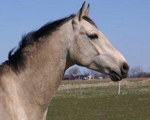 Pferd Kelchermek (Achal Tekkiner, 2006, von Kuvvatli)