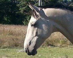 horse Melesar (Akhal-Teke, 2007, from Mihman)