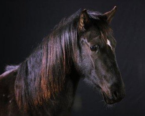 Pferd Opal (Achal Tekkiner, 2011, von Mavr)