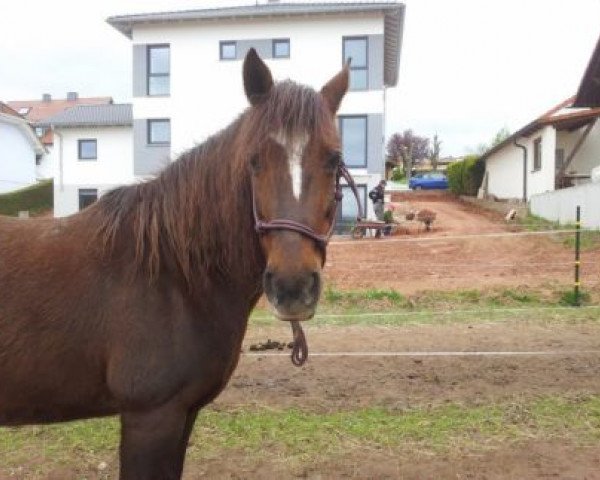 Pferd California (Deutsches Reitpony, 1994, von Rendezvous)