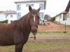 horse California (German Riding Pony, 1994, from Rendezvous)