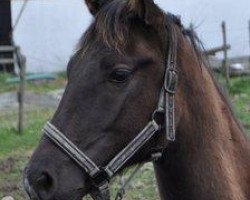 horse Noblesse Posh (Akhal-Teke, 2009, from Mavr)