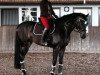 dressage horse Sansibar 107 (Hanoverian, 2008, from Sir Donnerhall I)