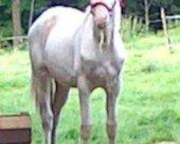 horse Ak Kush Nb (Akhal-Teke, 2011, from Roshin)