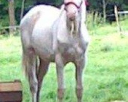 horse Ak Kush Nb (Akhal-Teke, 2011, from Roshin)