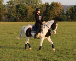 dressage horse Bell (Lewitzer, 2003)