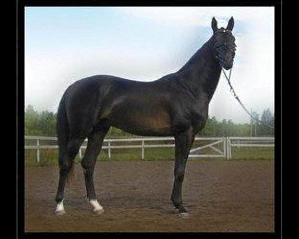 horse Ozal (Akhal-Teke, 2003, from Osman)