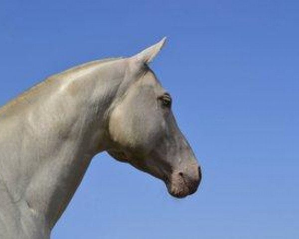 horse Rhapsody Nb (Akhal-Teke, 2009, from Roshin)