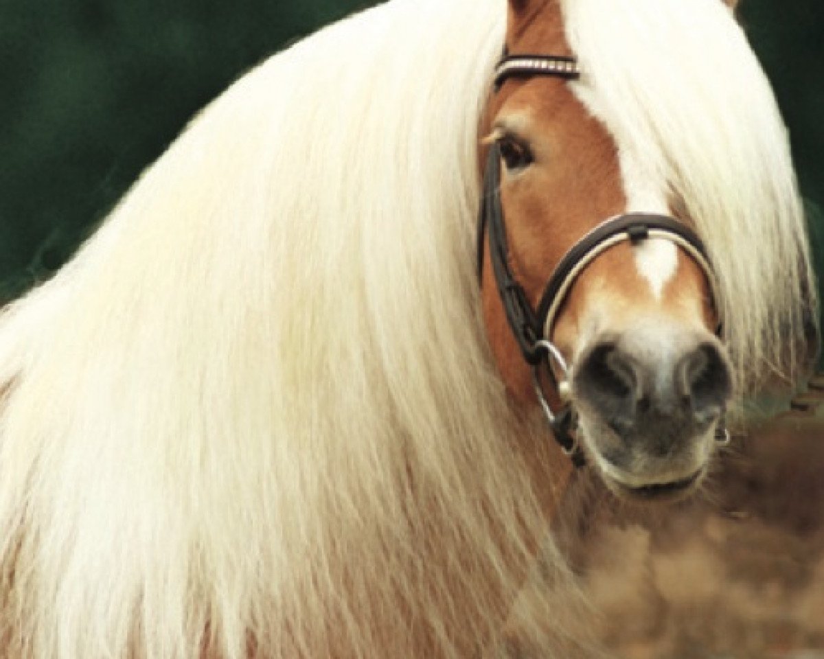 Deckhengst Aaron-B (Haflinger, 1998, von Antinor)