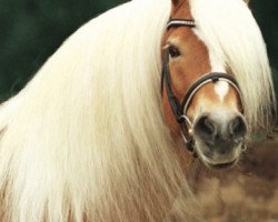 stallion Aaron-B (Haflinger, 1998, from Antinor)