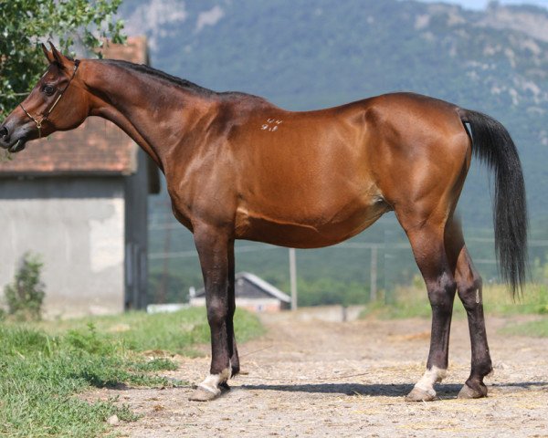 broodmare Vendetta 1991 ox (Arabian thoroughbred, 1991, from Naftalin 1977 ox)