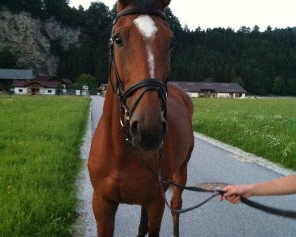 horse Paloudor VO (Selle Français, 2003, from Baloubet du Rouet)