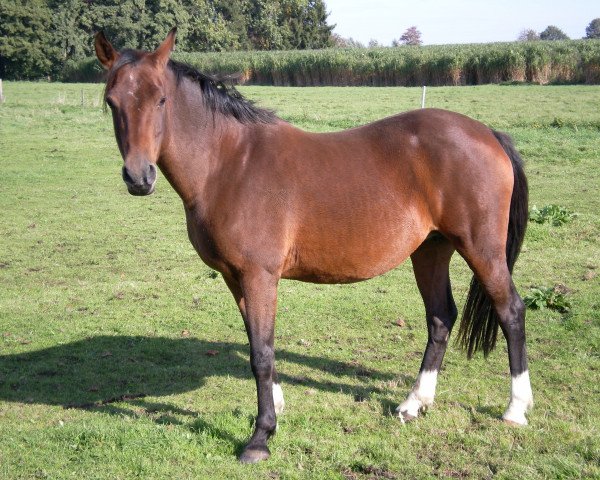 broodmare Viola (German Riding Pony, 2002, from Voltaire)