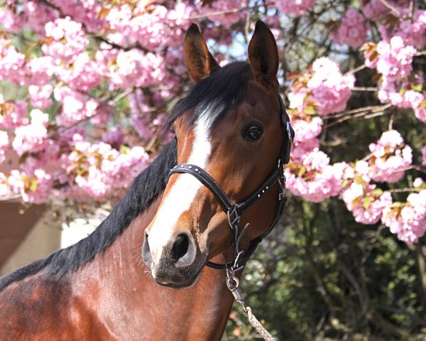 dressage horse Feininger 11 (Westphalian, 2008, from Florestan I)