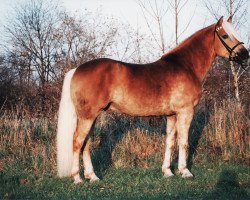 Deckhengst liz. 180/T Wildprinz (Haflinger, 1994, von liz. 121/T Walddorf)