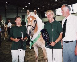 Zuchtstute Hera (Haflinger, 1998, von liz. 180/T Wildprinz)