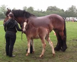 broodmare Hanna (Rhenish-German Cold-Blood, 2005, from Harbeck)