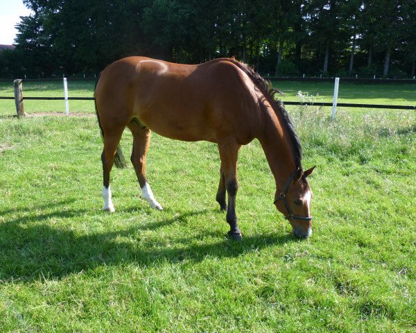 horse Landus 8 (Rhinelander, 2003, from Landgold)