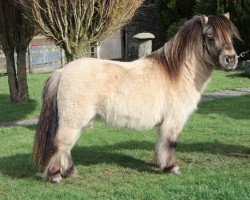 stallion South Sands Savvy Catkin (Shetland pony (under 87 cm), 2007, from Keensacre Savannah)